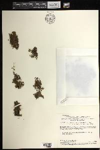 Trichomanes ovale image