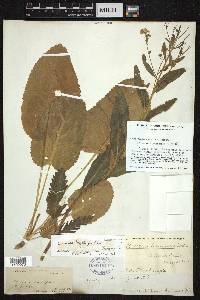 Armoracia lapathifolia image