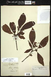 Illicium floridanum image