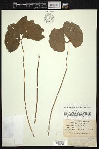 Jeffersonia diphylla image