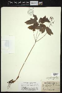 Caulophyllum giganteum image