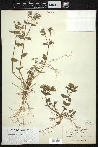 Stellaria puber image