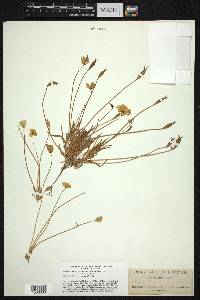 Platystigma lineare image