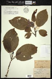 Magnolia acuminata image