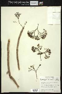 Gyrocarpus americanus image