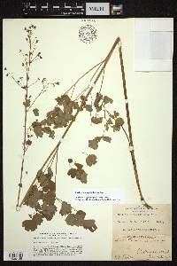 Thalictrum occidentale image