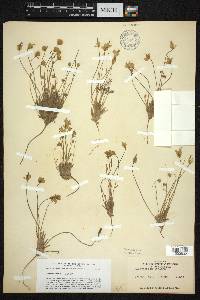 Platystigma lineare image