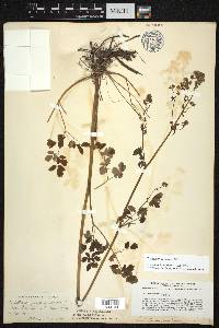 Thalictrum amphibolum image