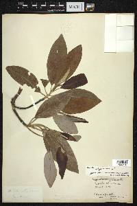 Magnolia virginiana image