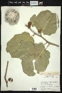 Hyperbaena ilicifolia image