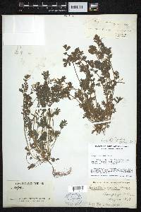 Corydalis flavula image