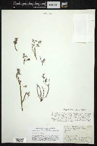 Corydalis aurea image