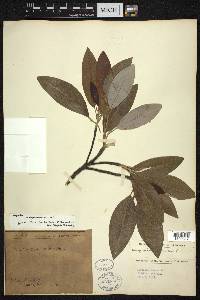 Magnolia virginiana image