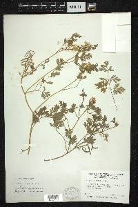 Corydalis aurea image