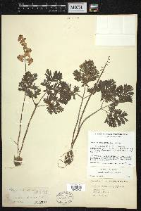 Dicentra cucullaria image