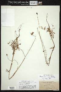 Papaver californicum image