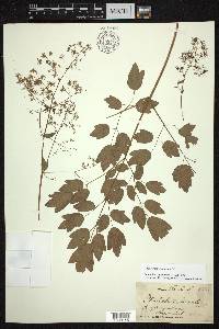 Thalictrum amphibolum image