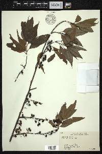 Litsea cubeba image