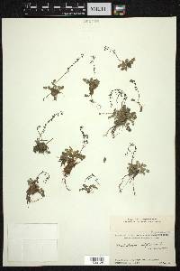 Thalictrum alpinum image