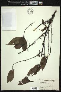 Litsea cubeba image