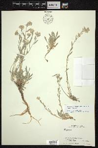 Alyssum persicum image
