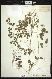 Thalictrum foliolosum image