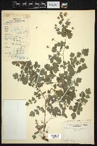 Thalictrum cultratum image