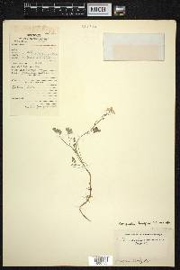 Corydalis longipes image