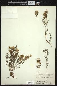 Corydalis meifolia image