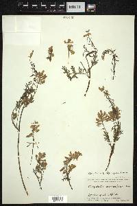 Corydalis thyrsiflora image