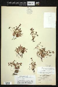 Saxifraga rivularis image