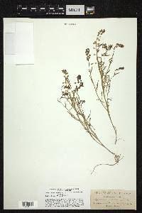 Lepidium nitidum image