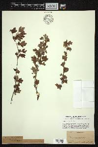 Ribes oxyacanthoides image