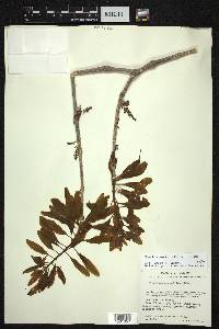 Forchhammeria pallida image