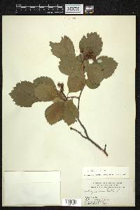 Crataegus douglasii image