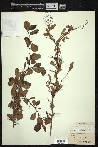 Crataegus aestivalis image