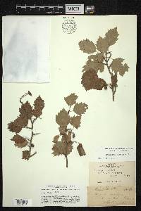 Crataegus coccinea image