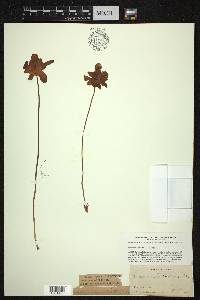 Sarracenia psittacina image