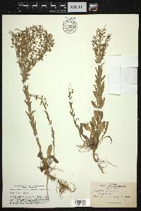 Lepidium campestre image