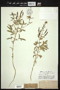 Polanisia dodecandra subsp. dodecandra image