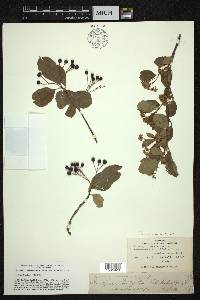 Aronia × prunifolia image