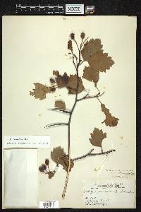 Crataegus laurentiana image