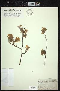 Amelanchier canadensis image