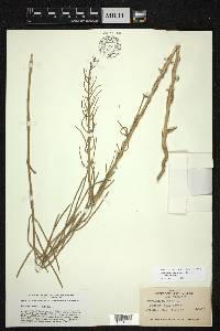 Erysimum capitatum subsp. capitatum image