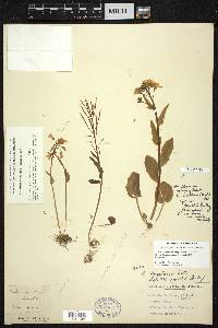 Cardamine douglassii image