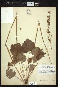 Heuchera americana var. hispida image