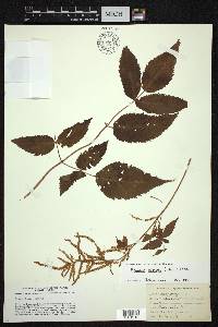 Aruncus dioicus image