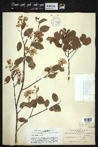 Amelanchier canadensis image