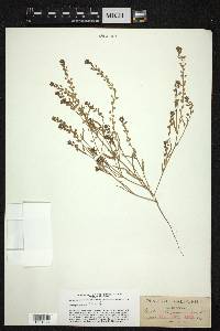 Lepidium oreganum image