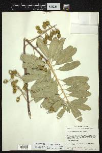 Forchhammeria pallida image